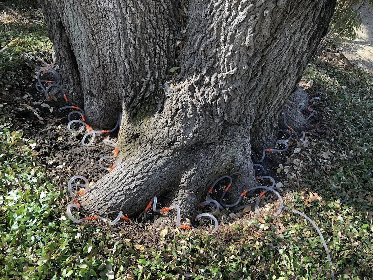 Detailed Tree Cabling and Bracing job site in Mission Hill